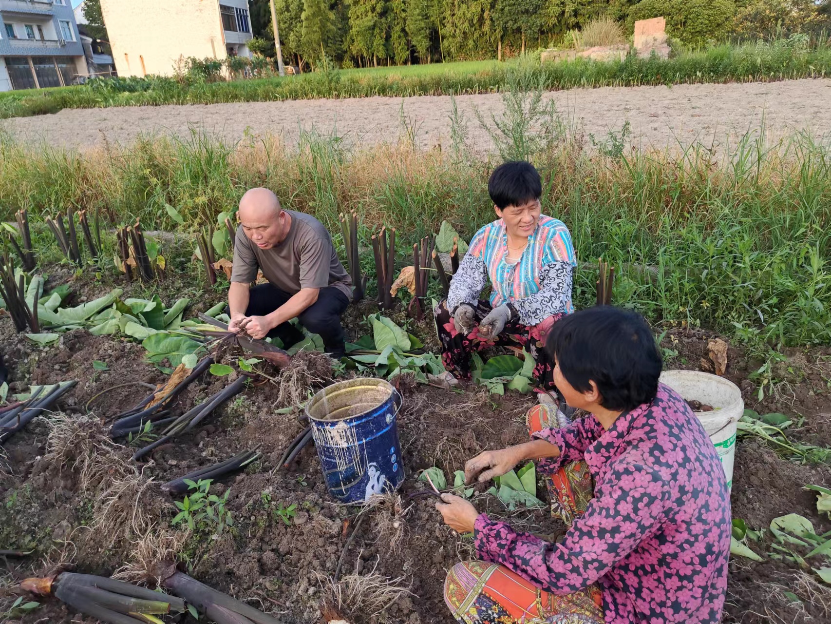 仙居縣白塔鎮(zhèn)上葉村農(nóng)村工作指導(dǎo)員錢云潘（左）和村民一起在田間采收成熟的芋頭，了解芋頭產(chǎn)量和銷售情況.jpg