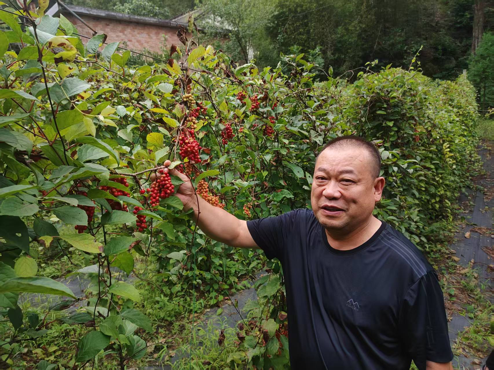 李向朝為五味子代言圖片 (1).jpg