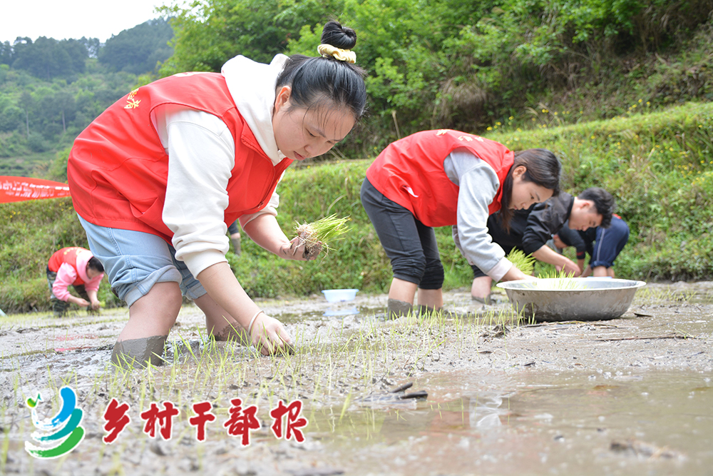 選調生楊婷配圖(楊婷（左）幫助群眾插秧2.jpg